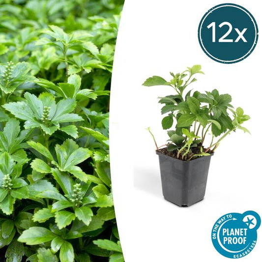 Pachysandra terminalis 'Green Carpet' – 12 Pflanzen – Immergrüner Bodendecker für Schatten – Pflegeleicht & Robust – Weiße Blüten im Frühjahr