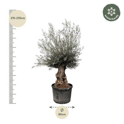 Olivenbaum – Olea Europaea Bonsai – 225cm – Ø80cm – Mediterrane Pflanze mit gedrehtem Stamm – Echter Olivenbonsai für Garten, Terrasse & Innenbereich 