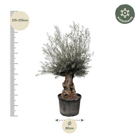Olivenbaum – Olea Europaea Bonsai – 225cm – Ø80cm – Mediterrane Pflanze mit gedrehtem Stamm – Echter Olivenbonsai für Garten, Terrasse & Innenbereich 