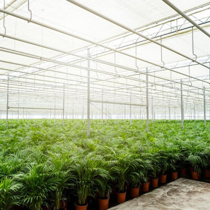 Areca-Palme mit Topf - ↨130cm - Ø24cm - Oasis of Life