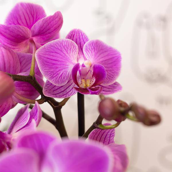 Kolibri Orchids | Lila/rosa Phalaenopsis Orchidee - Mineral Vienna - Topfgröße Ø9cm | blühende Zimmerpflanze - frisch vom Züchter - Oasis of Life