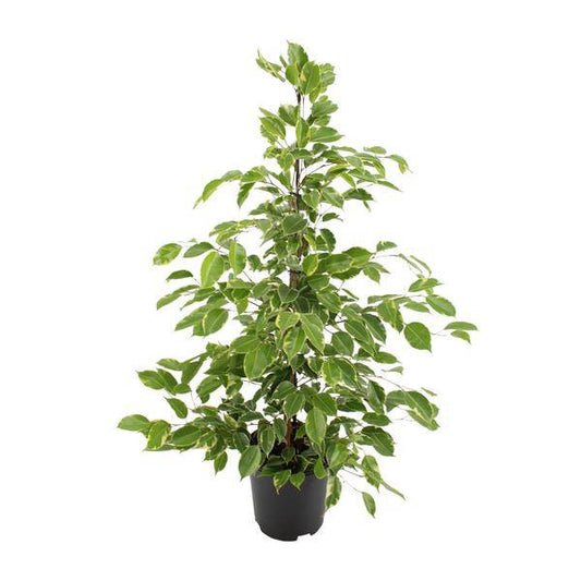 Birken-Feige Ficus benjamina Goldenking – Zimmerpflanze – Ø21cm – Ca. 95cm – Glänzende Blätter – Pflegeleicht – Für Halbschatten & Innenräume 