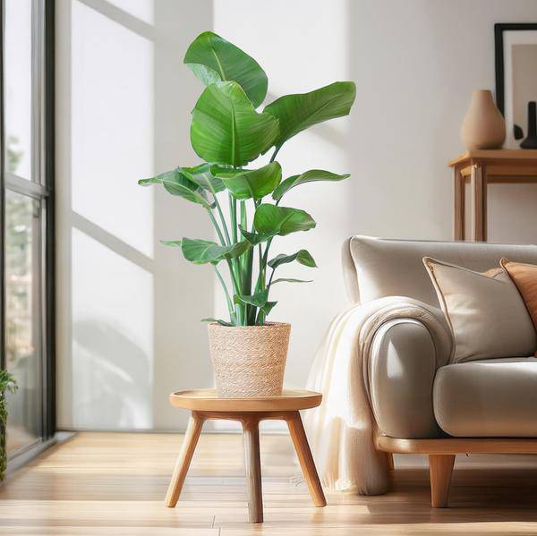 Strelitzia Nicolai – Paradiesvogelpflanze – Zimmerpflanze – 80 cm hoch – Ø21 cm – inkl. Korb Sofia Natur – dekorativ, pflegeleicht, tropisches Flair 