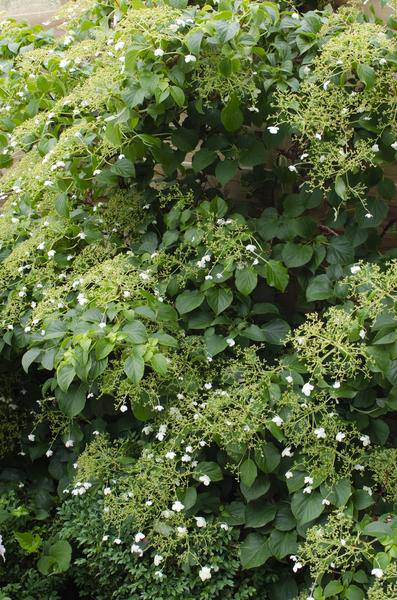 Kletter-Hortensie - Hortensie petiolaris - ↨65cm - Ø15cm - 3 Stück