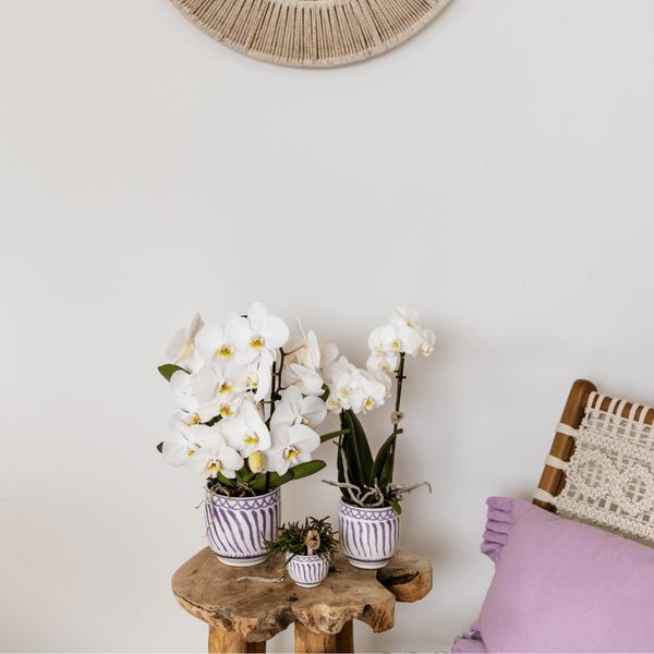 Topf Granada - Flieder - Ø6cm 