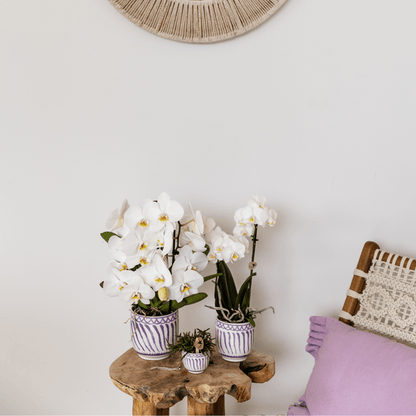 Topf Granada - Flieder - Ø6cm 