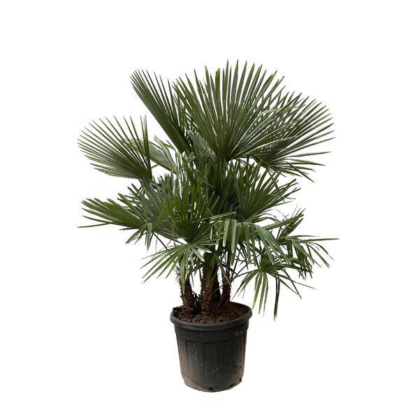 Hanfpalme - Trachycarpus mehrstämmig - 230cm - ø50cm