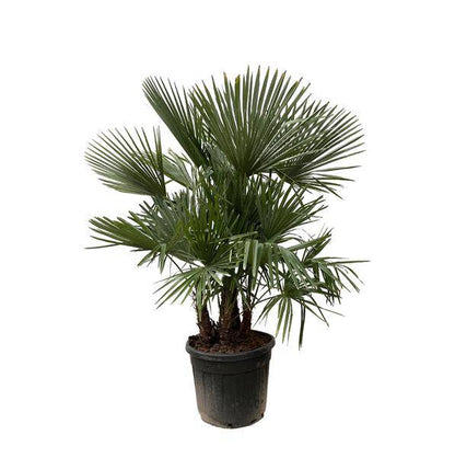 Hanfpalme - Trachycarpus mehrstämmig - 230cm - ø50cm