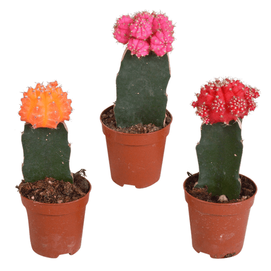 Sukkulenten Mix - Euphorbia meloformis variegata Gymnocalycium - 5.5cm - 3 Stück 