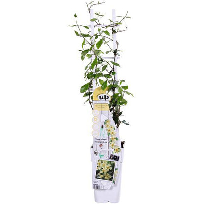 Sternjasmin - Trachelospermum 'Star of Toskana' - Toskanischer Jasmin Gelb - Ø15cm - ↕65cm