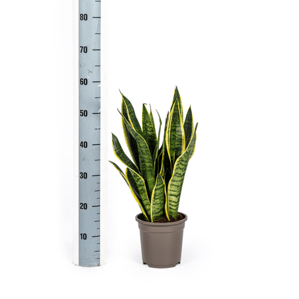 Sansevieria Trifasciata Futura Superba Ø17cm - ↕50-55cm - Oasis of Life
