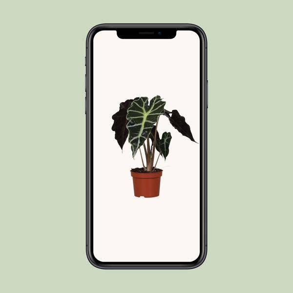 Pfeilblatt - Alocasia Amazonica Polly - Zimmerpflanze - Ø12cm - ↕30cm