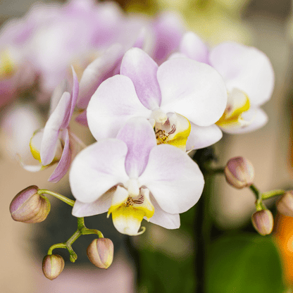 Phalaenopsis Orchidee Rosa ‘Portugal’ – Zimmerpflanze im Mosa Ziertopf Rosa Ø9cm – Pflanzset mit 2–3 Blütenstielen – Stilvolle Deko für Wohnzimmer & Büro 