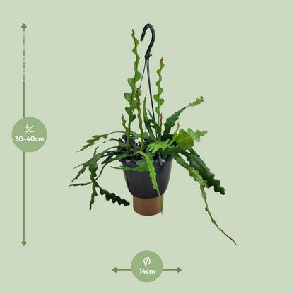 Sägeblattkaktus - Epiphyllum Anguliger - Zimmerpflanze - Ø14cm - ↕35cm