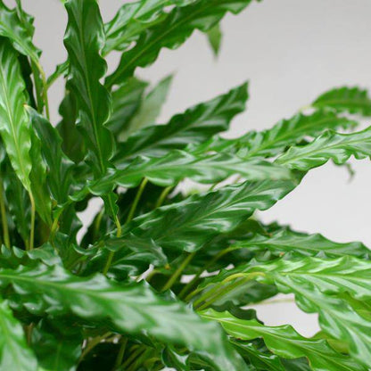 Calathea Rufibarba - Korbmarante - Zimmerpflanze - ↕55cm - Ø17cm + Topf Viber Weiß