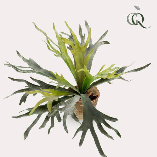 Kunstpflanze - Hirschhorn Farn - Geweihfarn - 50 cm
