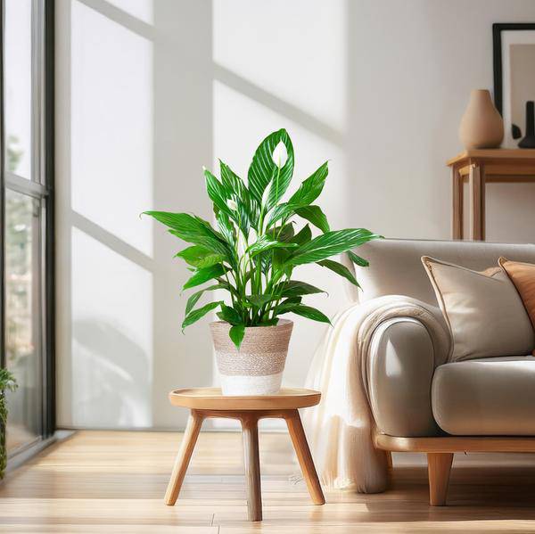 Spathiphyllum mit Korb Lissabon weiß - 80cm - Ø21 - Oasis of Life