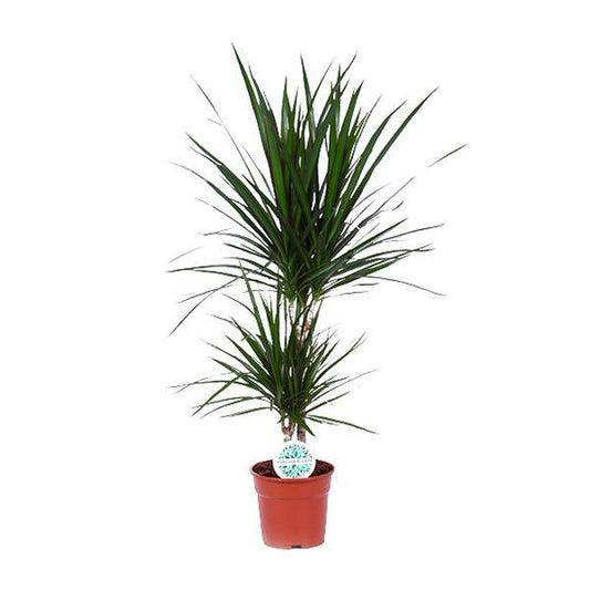 Drachenbaum - Dracaena Marginata - Zimmerpflanze - Ø17cm - ↕75cm