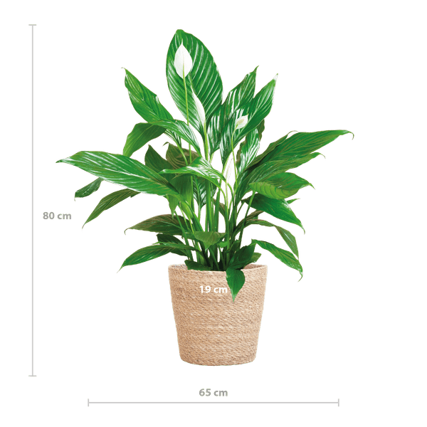 Spathiphyllum mit Korb Sofia natur - 80cm - Ø21 - Oasis of Life