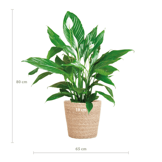 Spathiphyllum mit Korb Sofia natur - 80cm - Ø21 - Oasis of Life