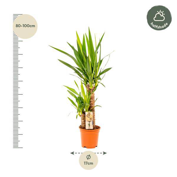 Yucca - Ø17cm - ↕90cm - Oasis of Life