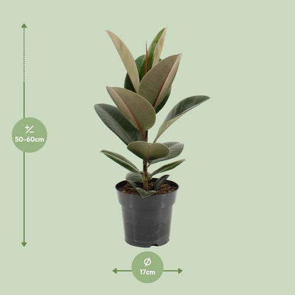 Gummibaum - Ficus Elastica Robusta - Zimmerpflanze - Ø17cm - ↕55cm
