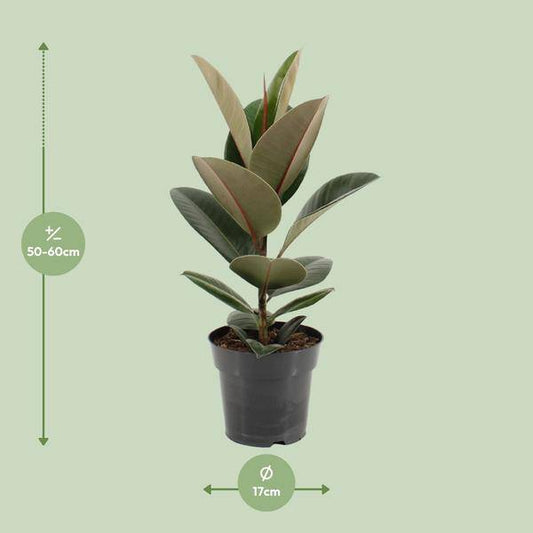 Gummibaum - Ficus Elastica Robusta - Zimmerpflanze - Ø17cm - ↕55cm 
