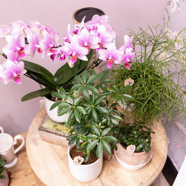 Rosa Phalaenopsis Orchidee - Mineral Rotterdam - Topfgröße Ø9cm | blühende Topfpflanze - frisch vom Züchter - Oasis of Life