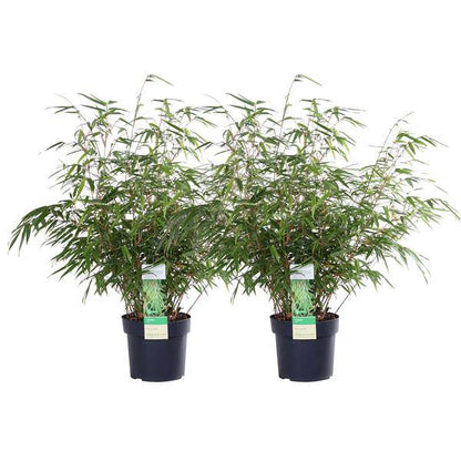 Schirmbambus Fargesia rufa – 2er-Set – ca. 60cm hoch Ø19cm – Immergrüner, horstbildender Bambus – Winterhart & nicht wuchernd – Für Balkon, Garten & Sichtschutz