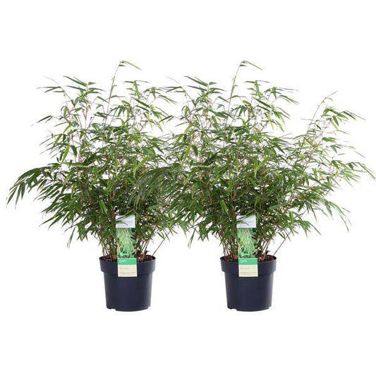 Schirmbambus Fargesia rufa – 2er-Set – ca. 60cm hoch Ø19cm – Immergrüner, horstbildender Bambus – Winterhart & nicht wuchernd – Für Balkon, Garten & Sichtschutz