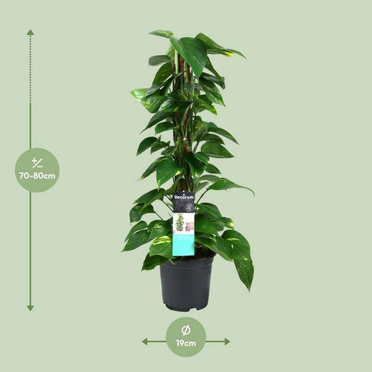 Efeutute - Scindapsus Epipremnum - Zimmerpflanze - Ø19cm - ↕80cm 