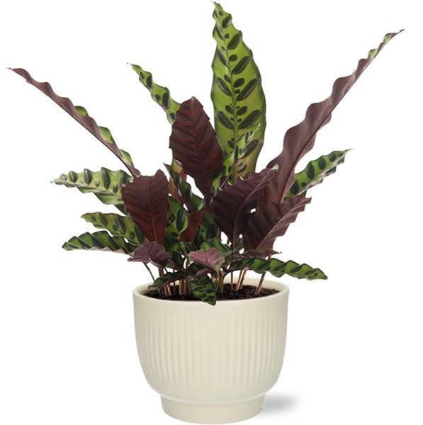 Calathea Insignis - Lanzenblättrige Korbmarante - Zimmerpflanze - Ø12cm - ↕50cm + Potenza Rib Topf Weiß Ø13x11cm