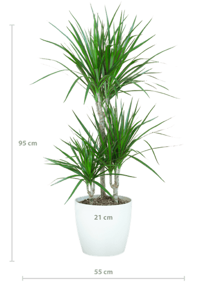 Dracaena Marginata – Drachenbaum – Zimmerpflanze – ca. 95cm hoch – Ø21cm – inkl. nachhaltigem Viber Übertopf Weiß – pflegeleichte tropische Grünpflanze 