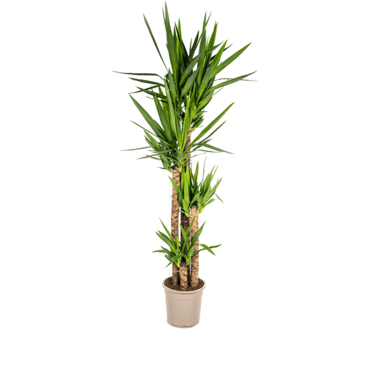 Yucca Elephantipes Ø27cm - ↕160cm - Oasis of Life