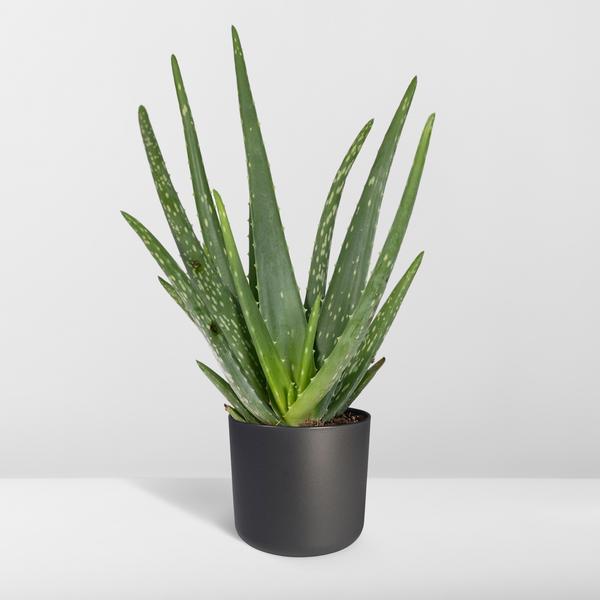 Aloe vera – Echte Aloe – Ø12cm x H40cm – Pflegeleichte Zimmerpflanze & Sukkulente – Sonnentolerant & wasserspeichernd – Im Kunststofftopf – Direkt aus der Gärtnerei 