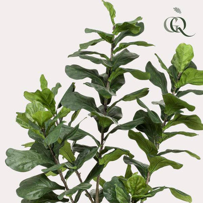 Ficus Lyrara - Tabakpflanze - Zimmerpflanze - Kunstpflanze - ↕210cm