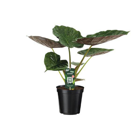 Alocasia Wentii - Elefantenohr - Ø19cm - ↕70cm - Oasis of Life