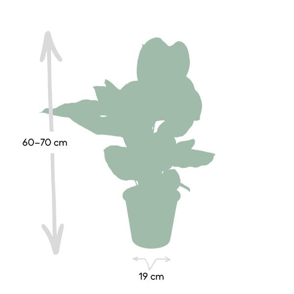 Calathea Ornata - Ø19cm - ↕75cm - Oasis of Life