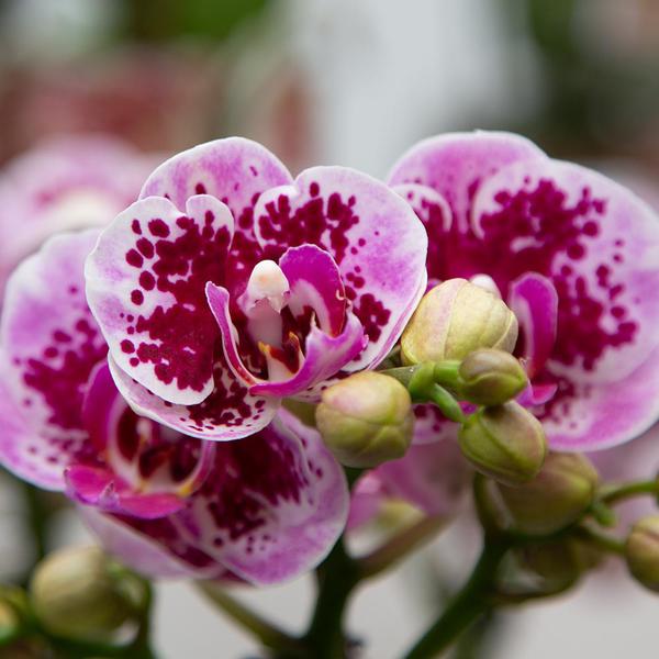 Kolibri Orchids | Rosa lilac Phalaenopsis Orchid - El Salvador - Topfgröße Ø9cm | blühende Zimmerpflanze - frisch vom Züchter - Oasis of Life
