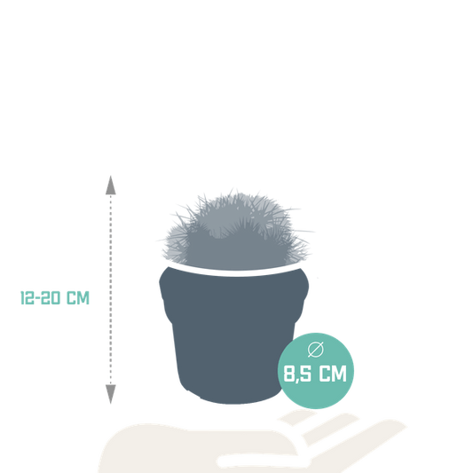 Kaktus - Bolcactus - Mix - Zimmerpflanze - 8,5 cm 