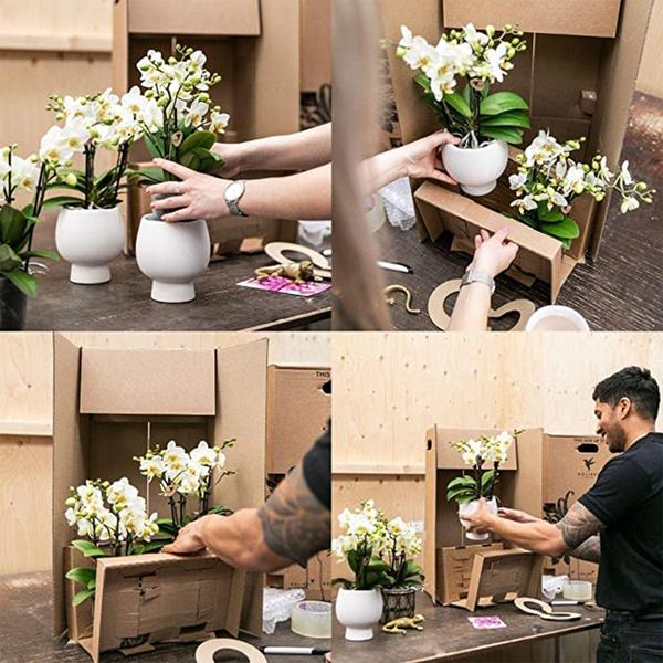 Rosa Phalaenopsis Orchidee - Mineral Rotterdam - Topfgröße Ø9cm | blühende Topfpflanze - frisch vom Züchter - Oasis of Life