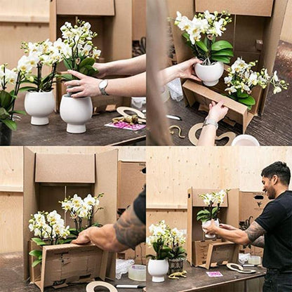 Rosa Phalaenopsis Orchidee - Mineral Rotterdam - Topfgröße Ø9cm | blühende Topfpflanze - frisch vom Züchter - Oasis of Life