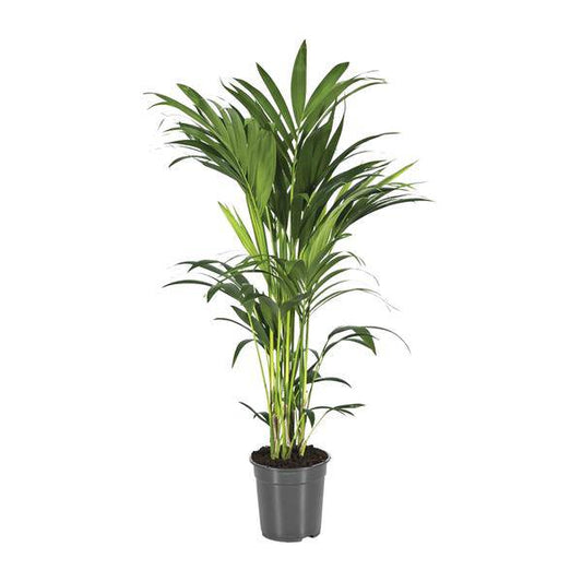 Kentiapalme - Howea Forsteriana - Zimmerpflanze - Ø21cm - ↕100cm 