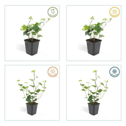 Großblättriger Irischer Efeu - Hedera Hibernica - ↕10-25cm - Ø9cm - 40 Stück