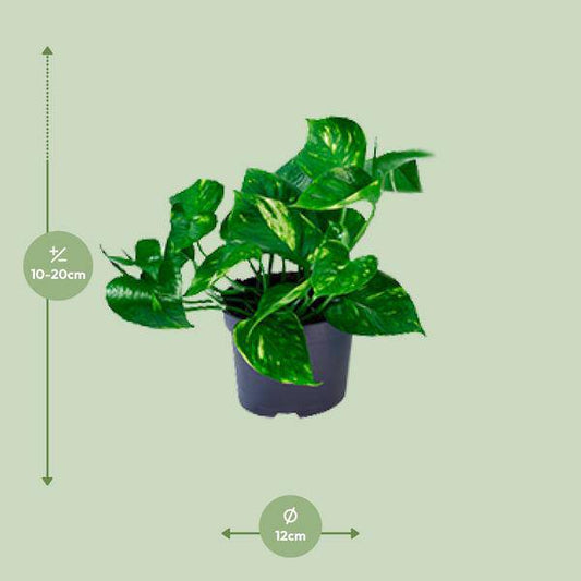 Epipremnum Aureum - Ø12cm - ↕20cm - Oasis of Life