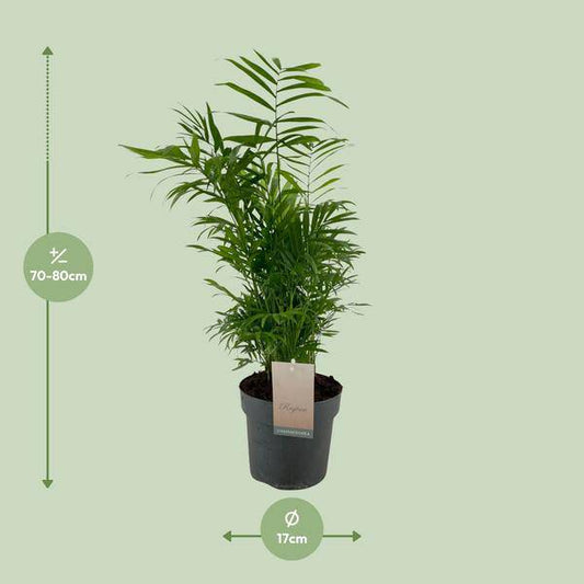 Mexikanische Bergpalme - Chamaedorea Elegans - Zimmerpflanze - Ø17cm - ↕50cm 