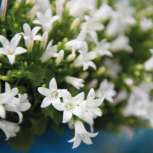 Glockenblume - Campanula Addenda Ambella White in Berry-Dekotöpfen - Topfgröße 12 cm - Staude - Winterhart - 2 Stück 