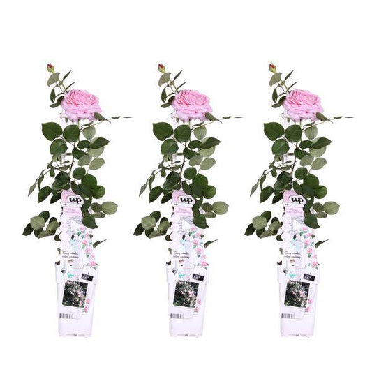 Kletterose - Rose Verrückt nach Liebe 'Pink' - ↨65cm - Ø15cm - 3 Stück