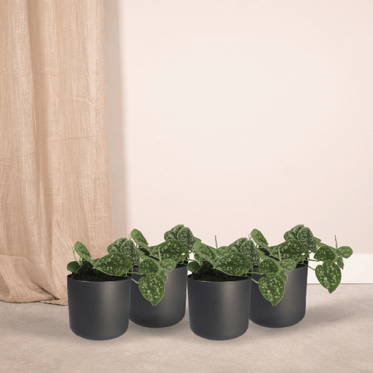 Efeutute - Scindapsus Pictus Epipremnum - Zimmerpflanze - 5cm - ø12cm - 4 Stück 