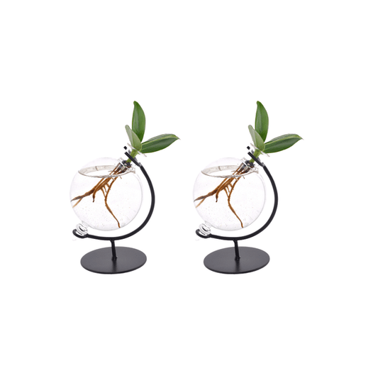 Clusia im Victoria Glas – Balsamapfel – 2 Stück – Ø5cm – Höhe ca. 10cm – Dekorative Hydroponie-Zimmerpflanze – Pflegeleicht & stilvoll – Für Wohnzimmer & Büro 